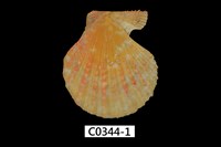 藏品(鱗肋海扇蛤)的圖片